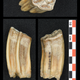 Isotopic analysis of high crowned horse teeth allowed the team to reconstruct seasonal temperatures across the animal’s life.